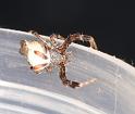 Cyrtophora_ZZ314_D3529_Z_85_Karinji NP_Australie